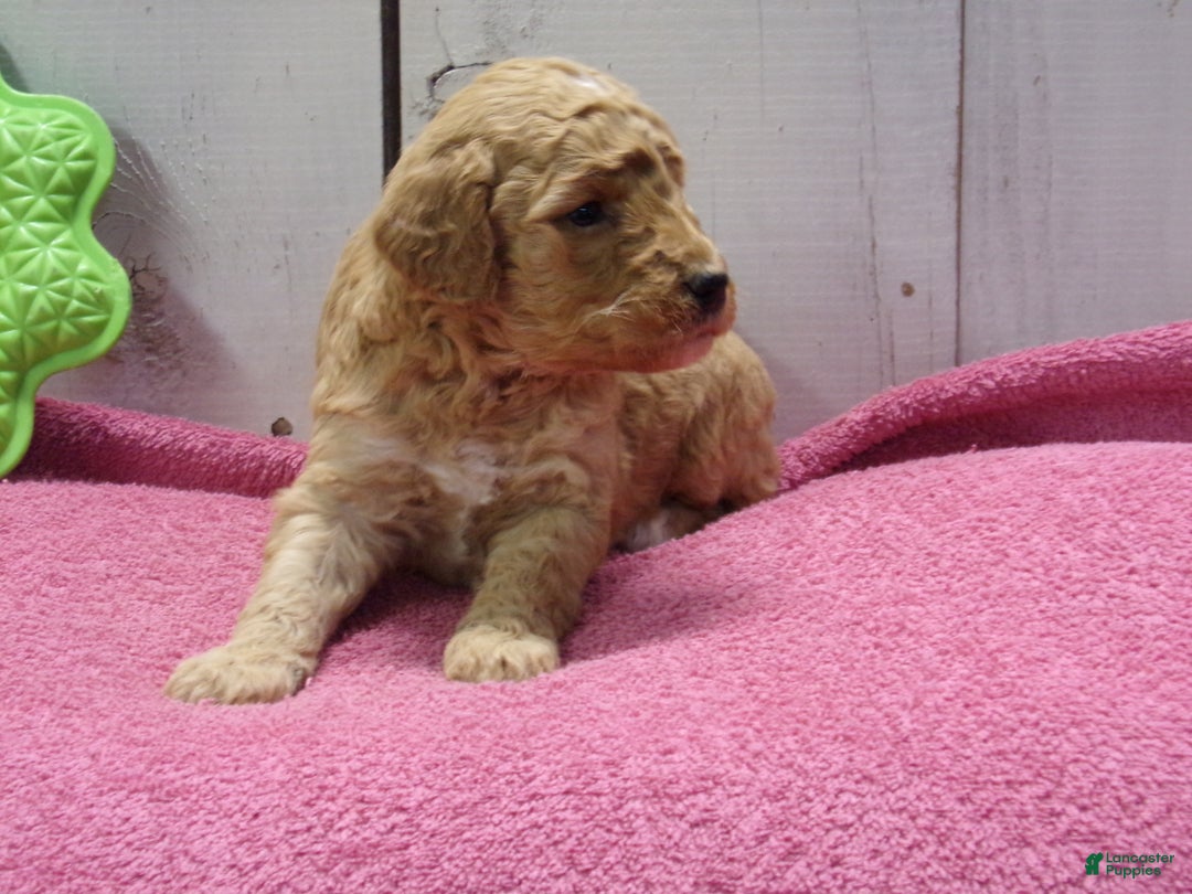 Standard Poodle dogs for sale: Edith - Ad 2