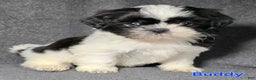 Shih Tzu dogs for sale: Buddy - Ad 1
