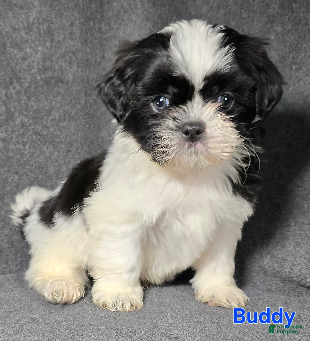 Shih Tzu dogs for sale: Buddy - Ad 1