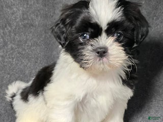 Shih Tzu dogs Buddy - Ad 3