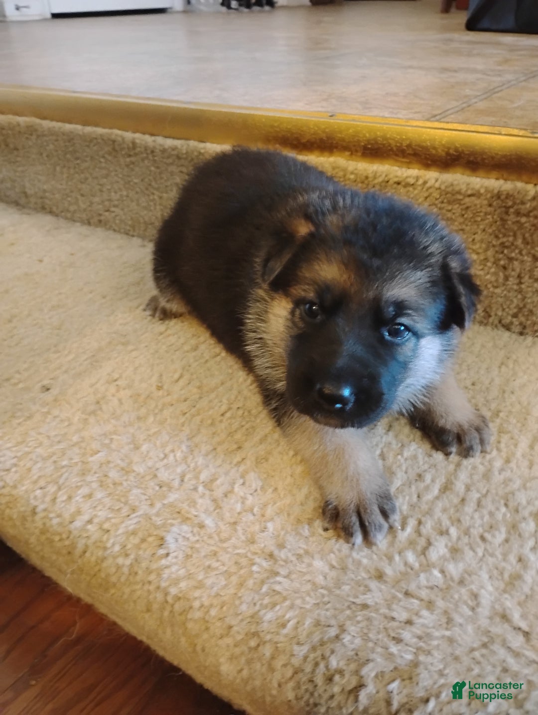 German Shepherd dogs for sale: German Shepherd Puppy 3 - Ad 4