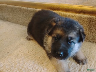 German Shepherd dogs - Ad 6