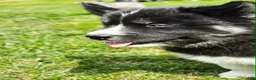 Mixed Breed dogs for sale: Doc - Ad 11