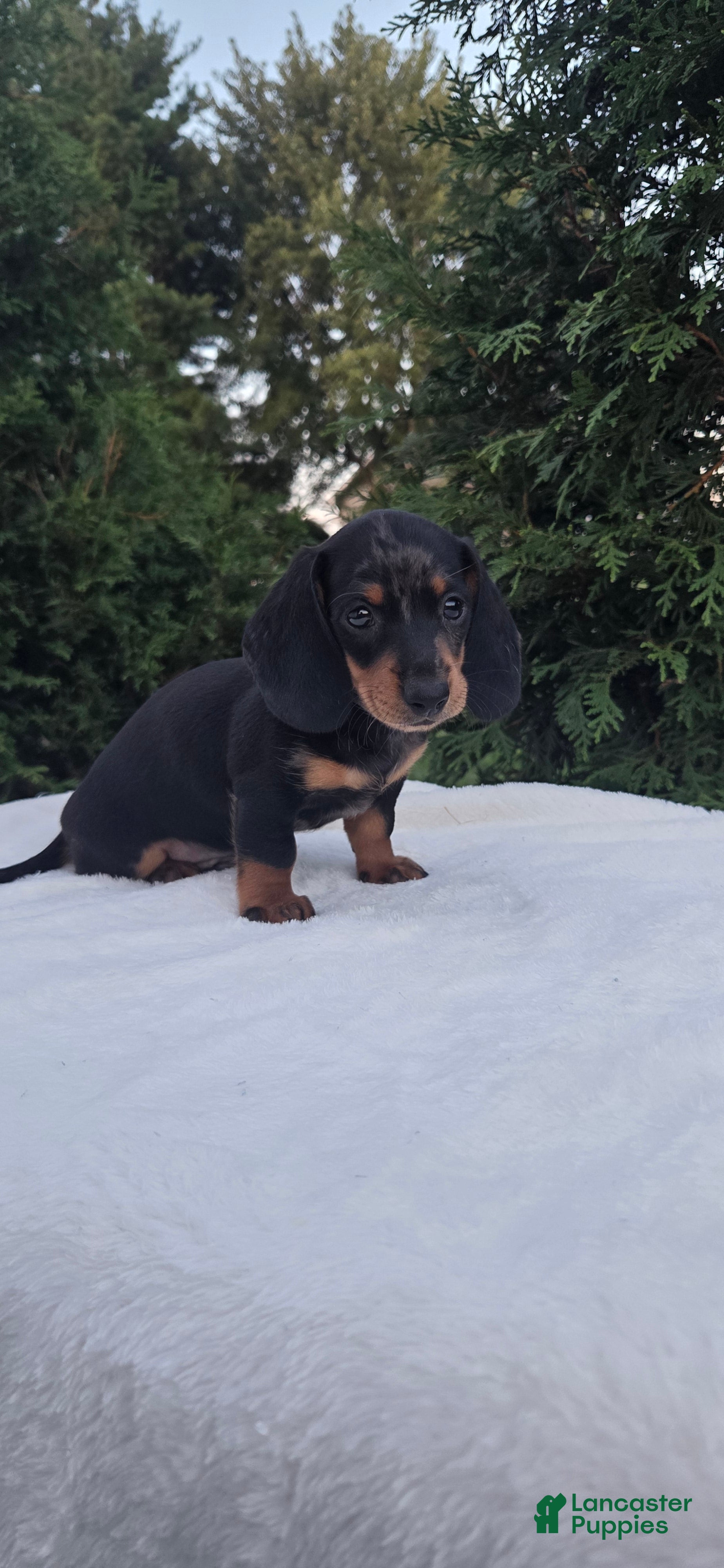 Miniature Dachshund dogs Hank - Ad 1