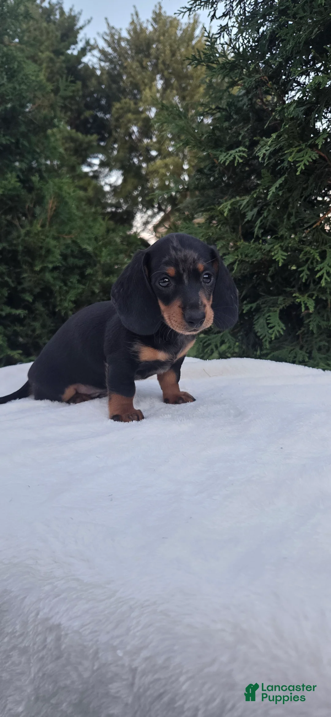 Miniature Dachshund dogs for sale: Hank - Ad 1