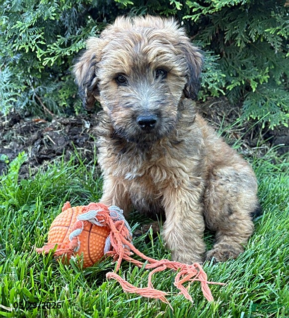 Whoodle dogs Dominic - Ad 1
