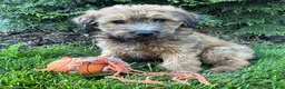 Whoodle dogs for sale: Dominic - Ad 1