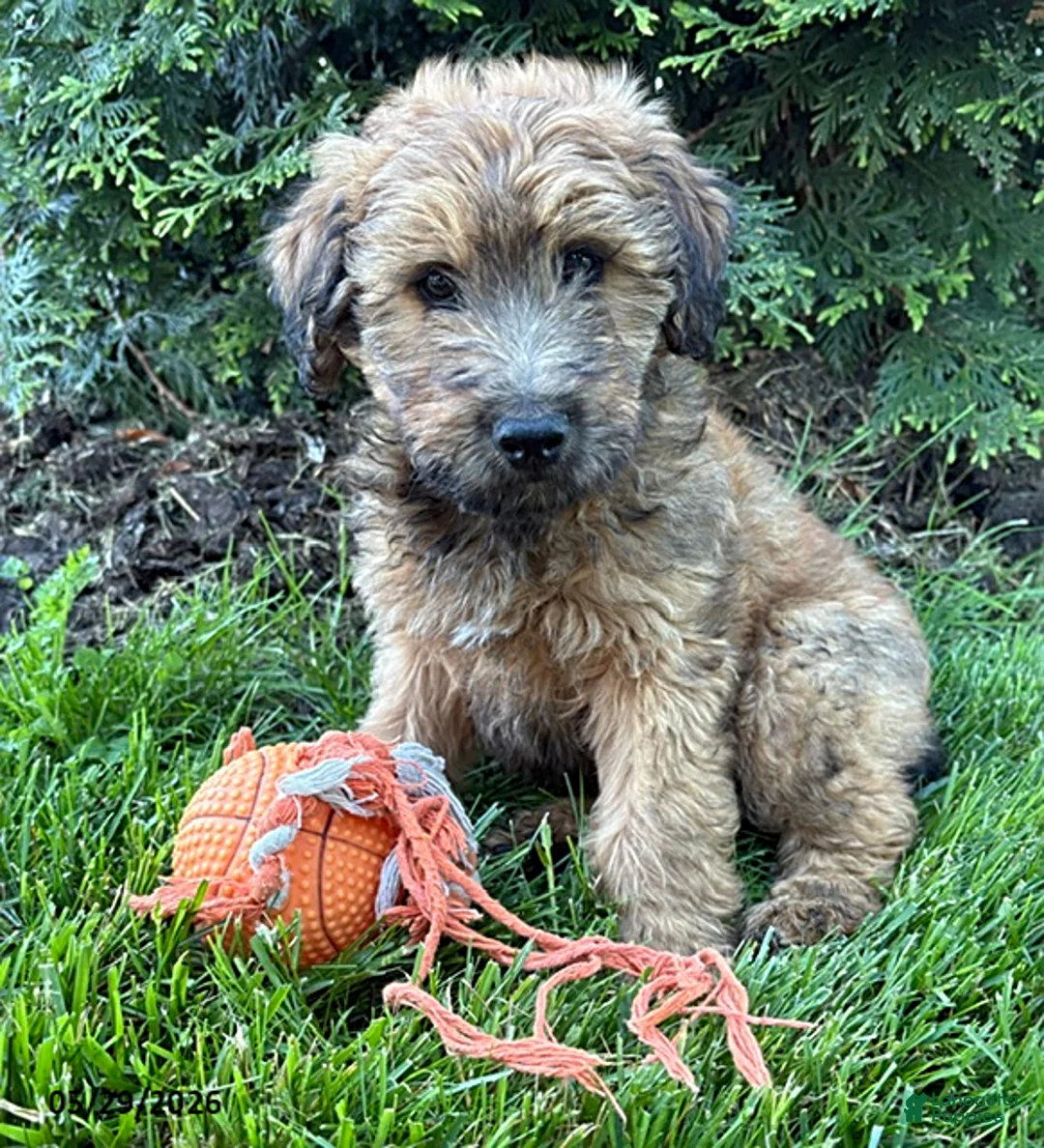 Whoodle dogs for sale: Dominic - Ad 1