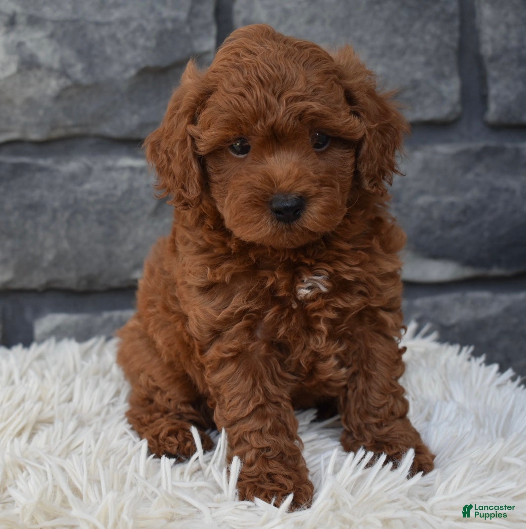 Toy Poodle dogs Cash  - Ad 1