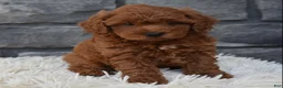 Toy Poodle dogs for sale: Cash  - Ad 1