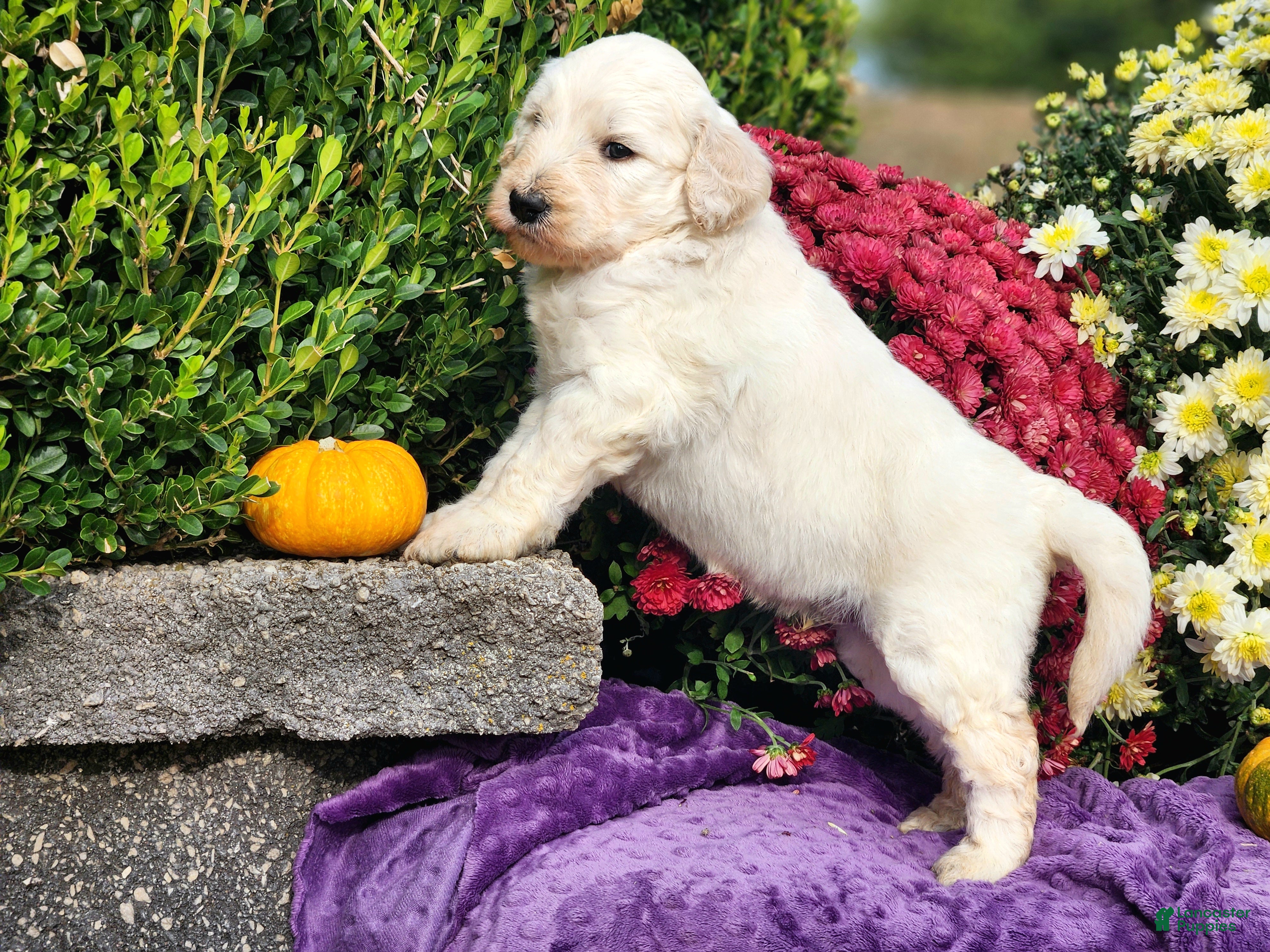 Goldendoodle dogs Wilkos - Ad 2