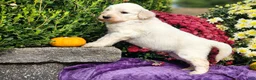 Goldendoodle dogs for sale: Wilkos - Ad 2