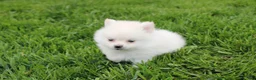 Pomeranian dogs for sale: Cooper  - Ad 5