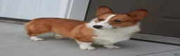 Welsh Corgi Pembroke dogs for sale: Ollie - Ad 9