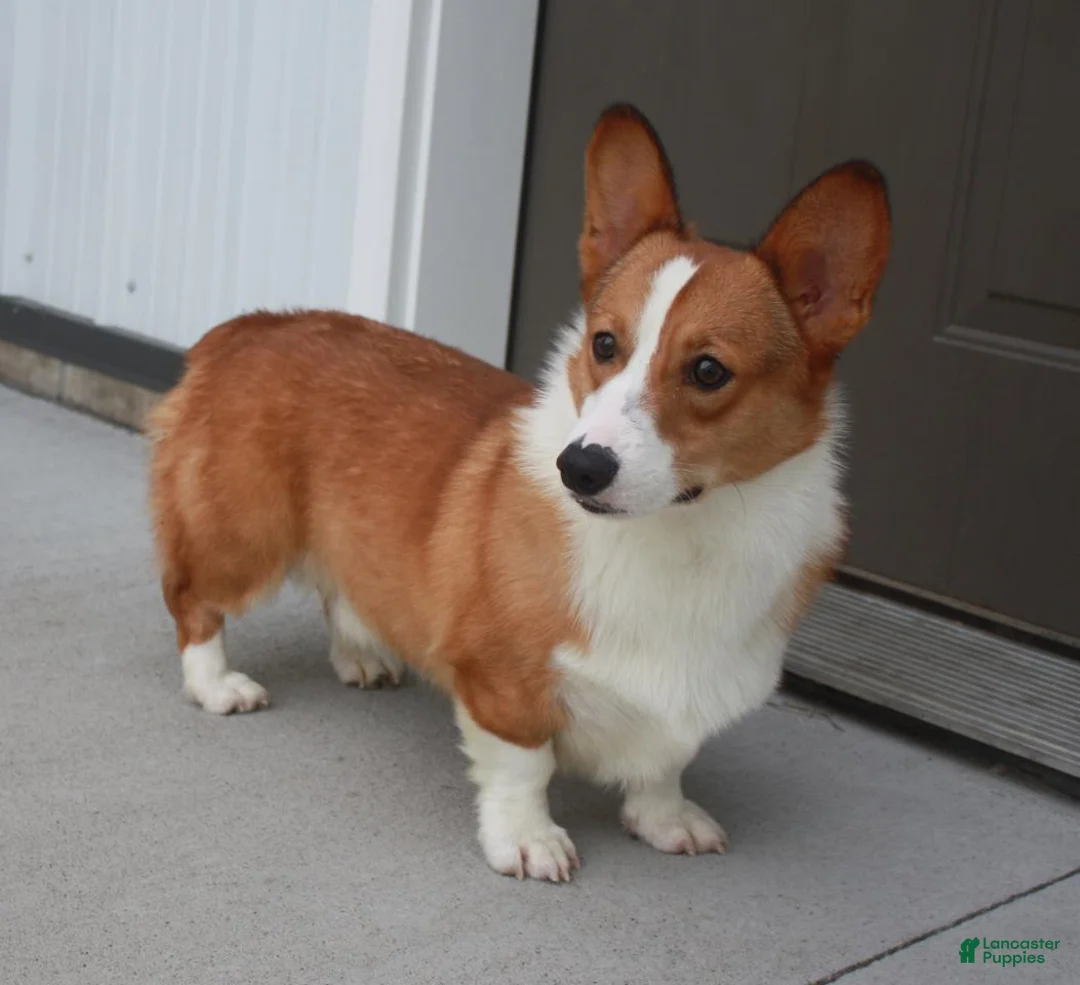 Welsh Corgi Pembroke dogs for sale: Ollie - Ad 9