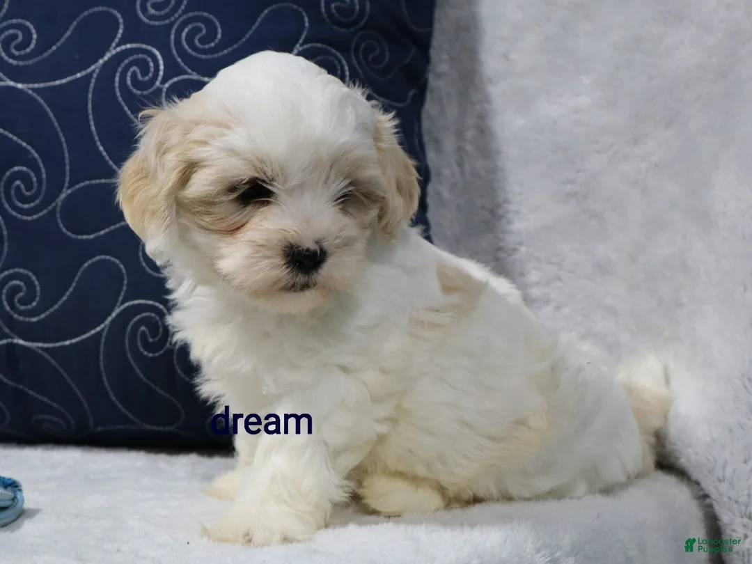 Shihpoo dogs for sale: Kamry - Ad 2
