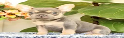 French Bulldog dogs for sale: Baker - Ad 3