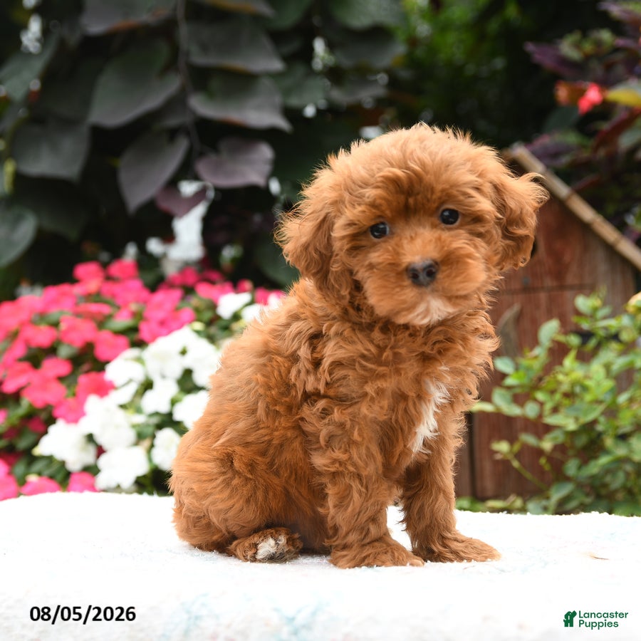 Havapoo dogs Mustang - Ad 2