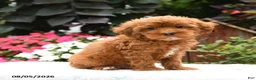 Havapoo dogs for sale: Mustang - Ad 2