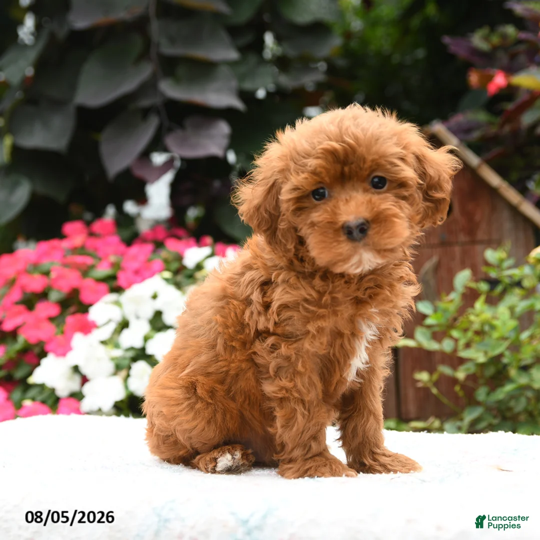Havapoo dogs for sale: Mustang - Ad 2