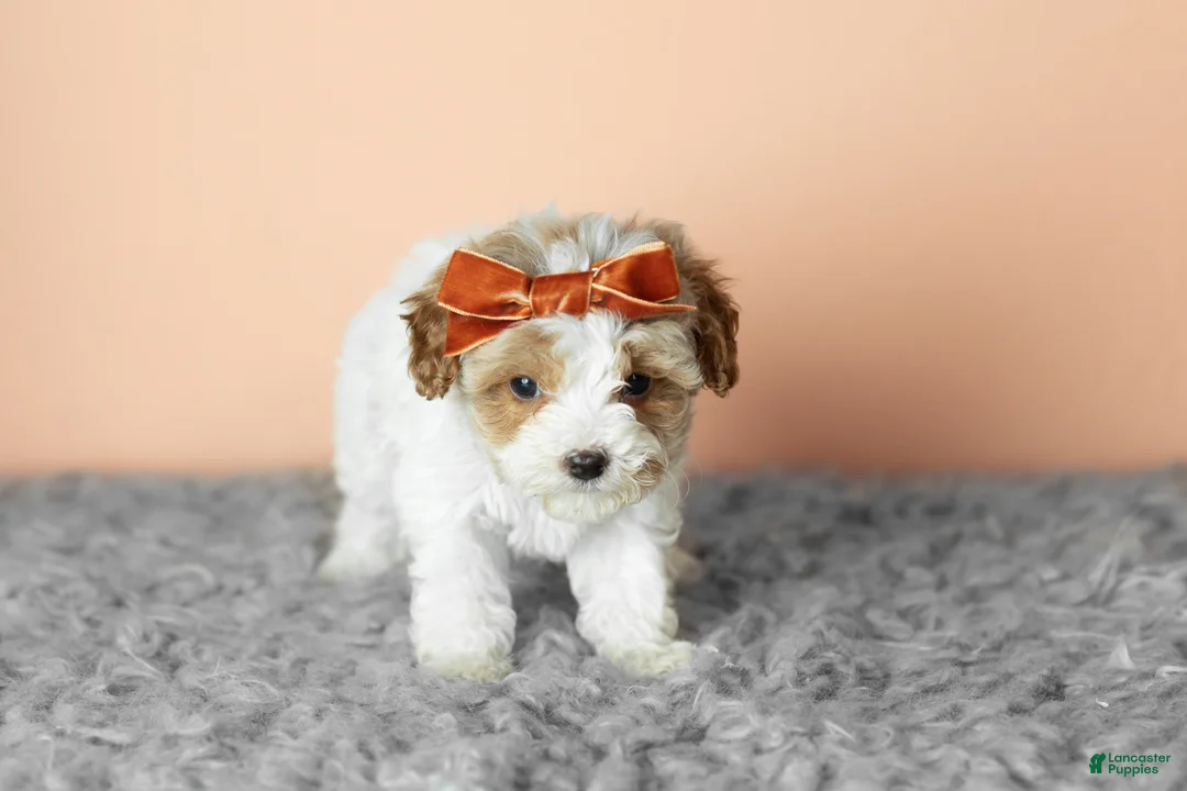 Cavapoo dogs for sale: Sophie - Ad 2