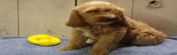 Cockapoo dogs for sale: Barry - Ad 11