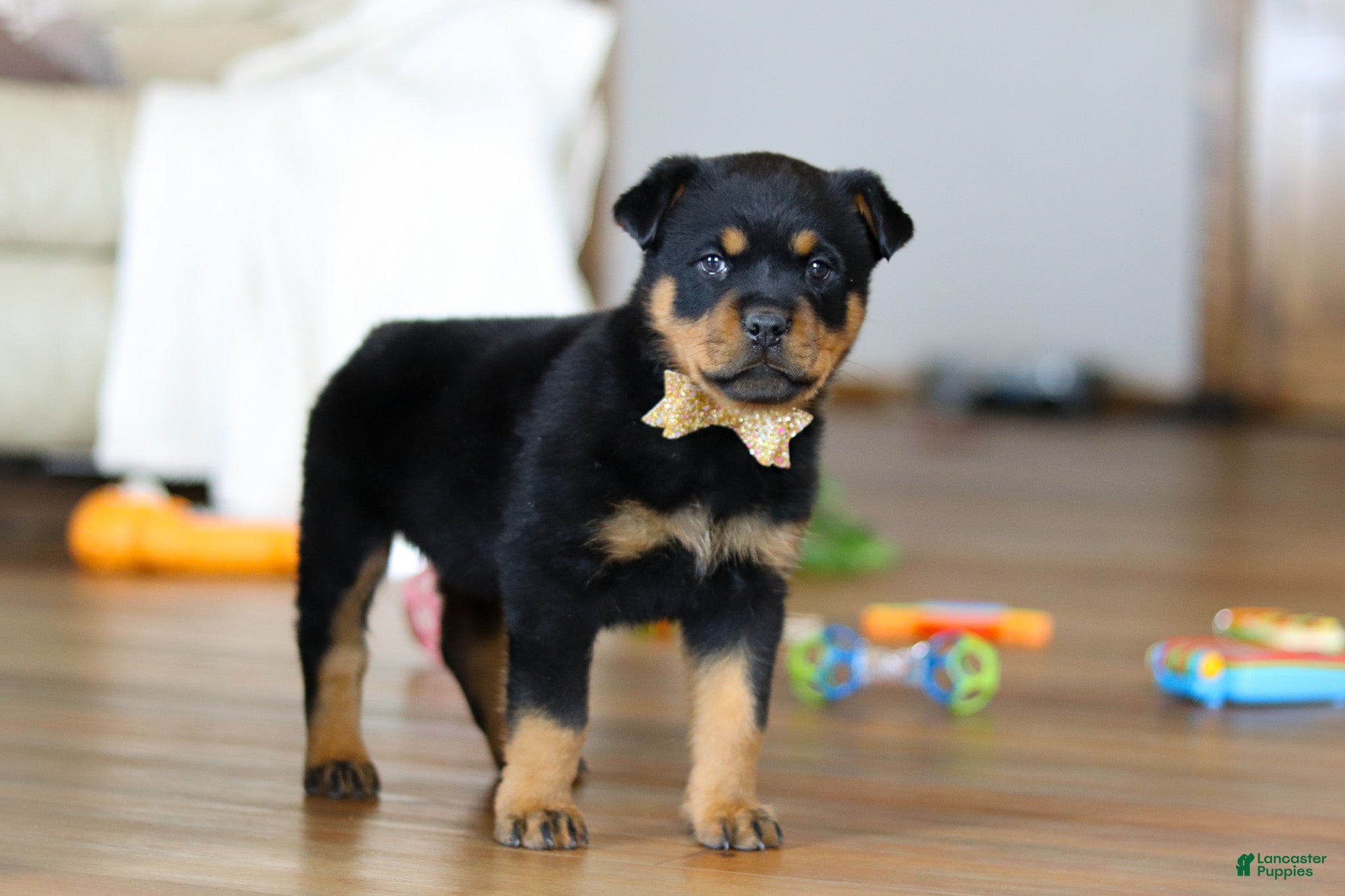 Rottweiler dogs Ace - Ad 2
