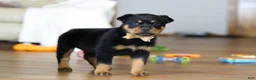 Rottweiler dogs for sale: Ace - Ad 2