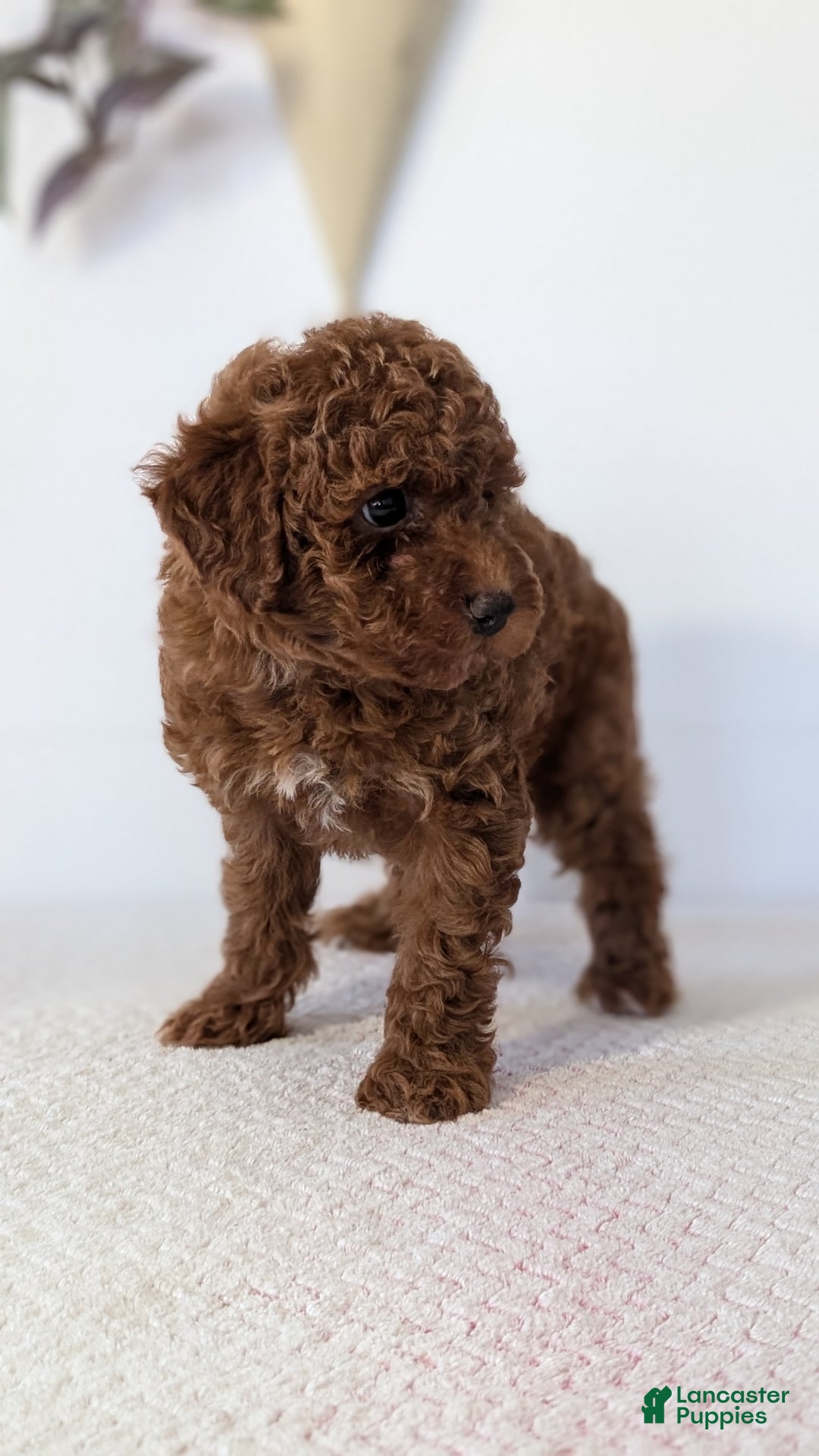 Toy Poodle dogs for sale: Chloe - Ad 11