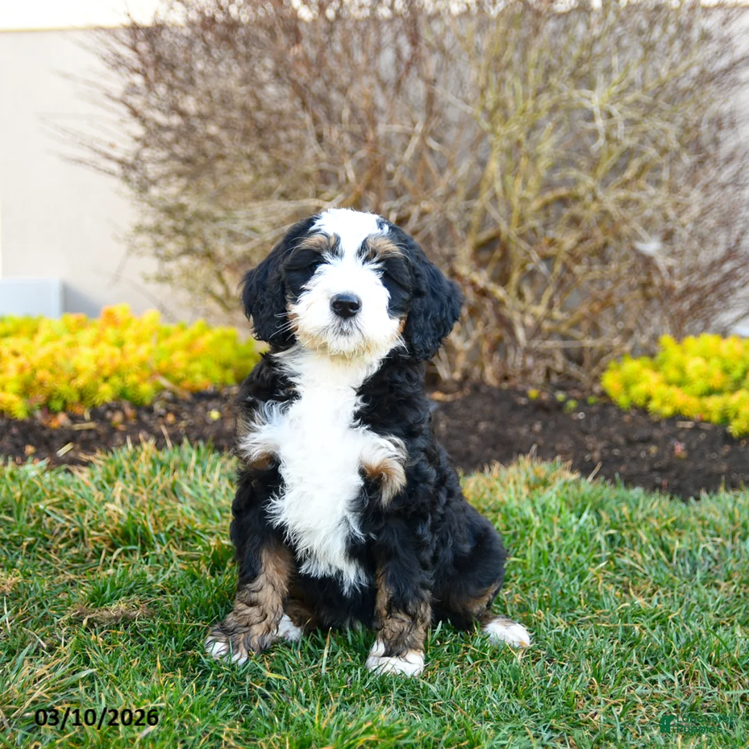 Mini Bernedoodle dogs for sale: Delta - Ad 3