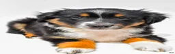 Miniature Australian Shepherd dogs for sale: Ember - Ad 4