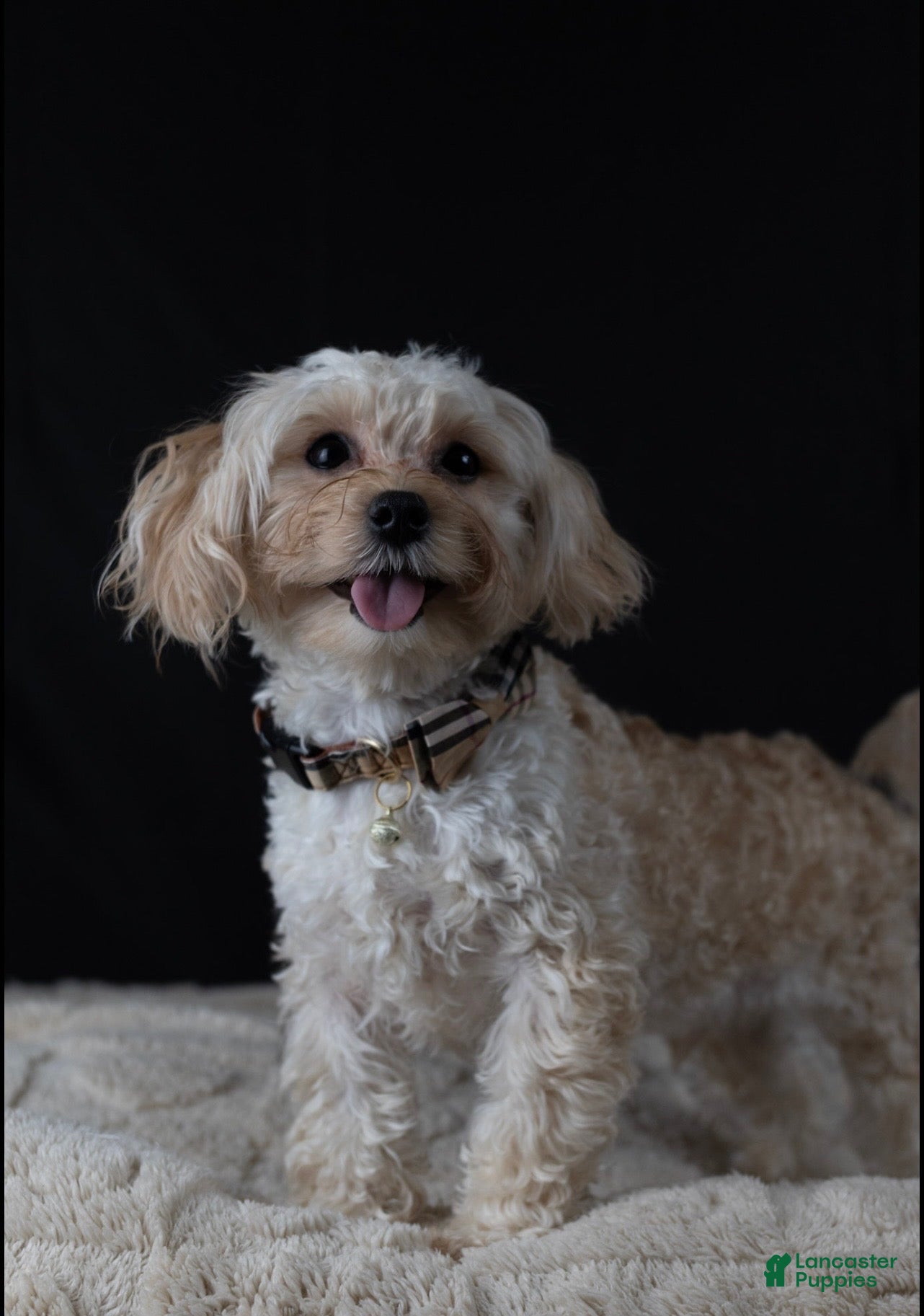 Maltipoo dogs Topaz - Ad 2