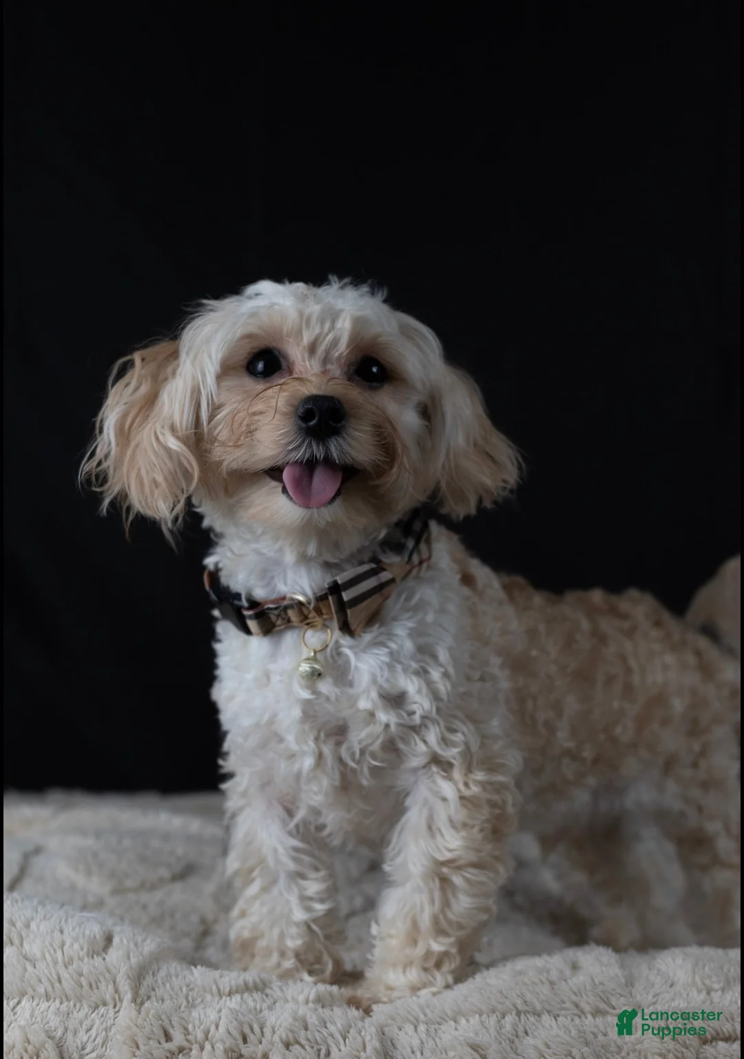 Maltipoo dogs for sale: Topaz - Ad 2