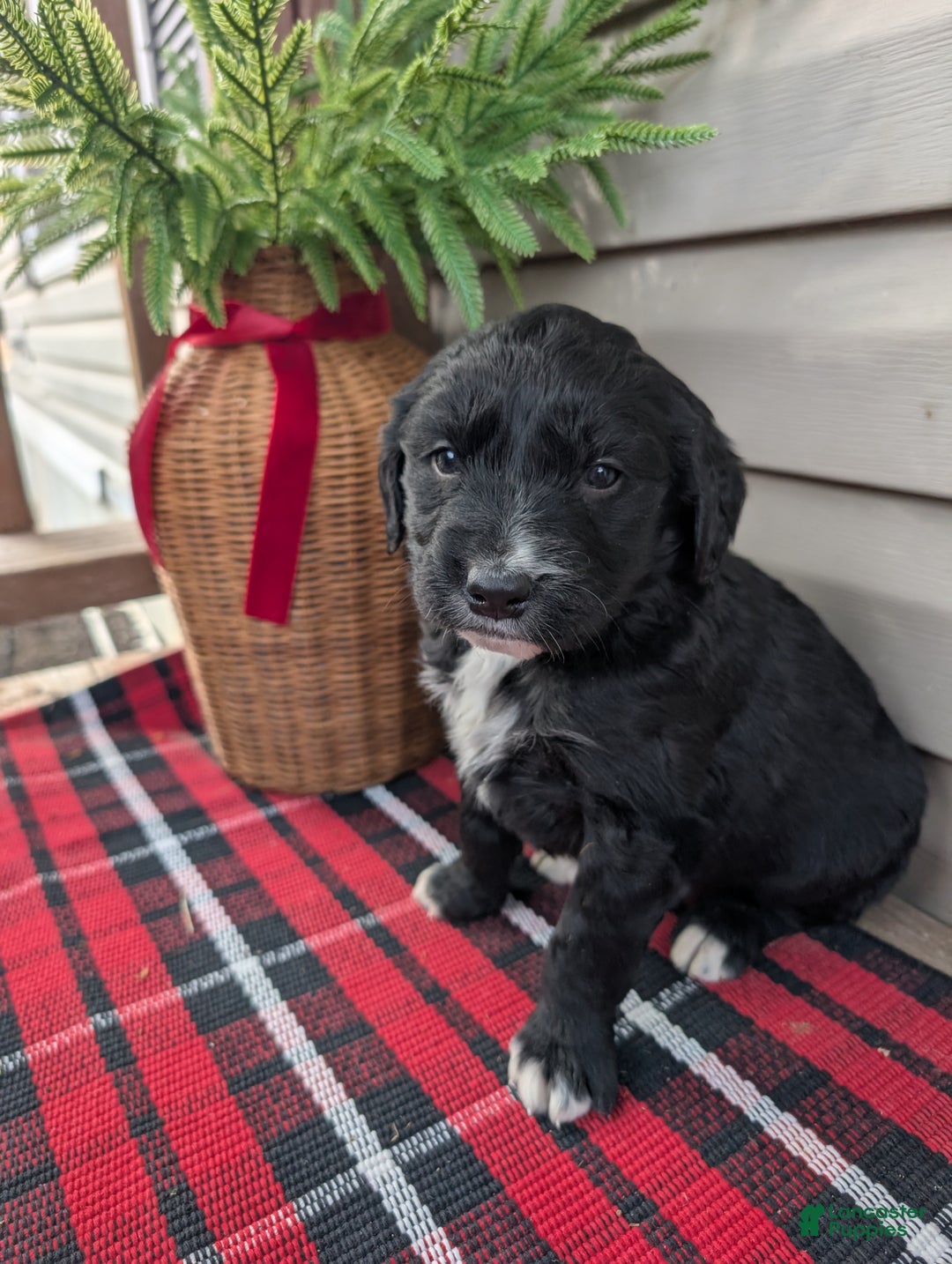 Mixed Breed dogs for sale: Chloe  - Ad 2