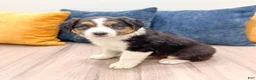 Australian Shepherd dogs for sale: Sammy - Ad 5