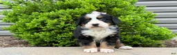 Bernese Mountain Dog dogs for sale: Gretta  - Ad 3