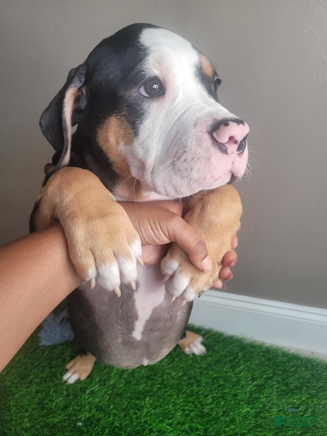 Mixed Breed dogs for sale: Sweet Pea - Ad 5