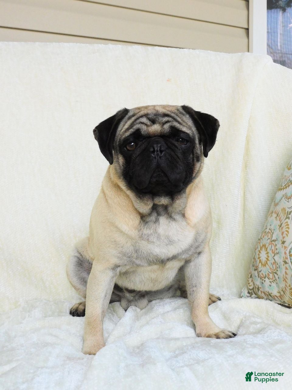 Pug dogs Dusty - Ad 1