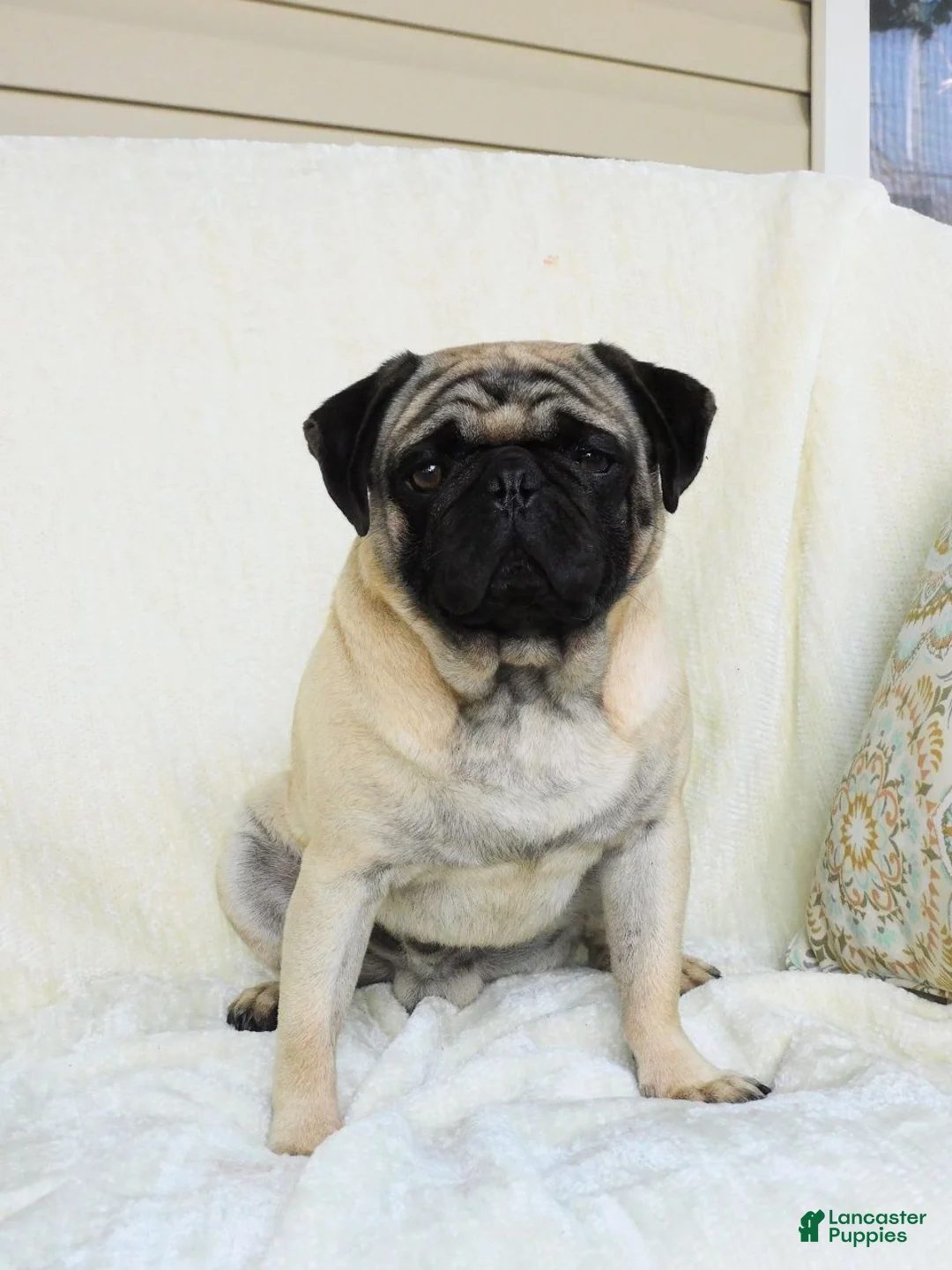 Pug dogs for sale: Dusty - Ad 1