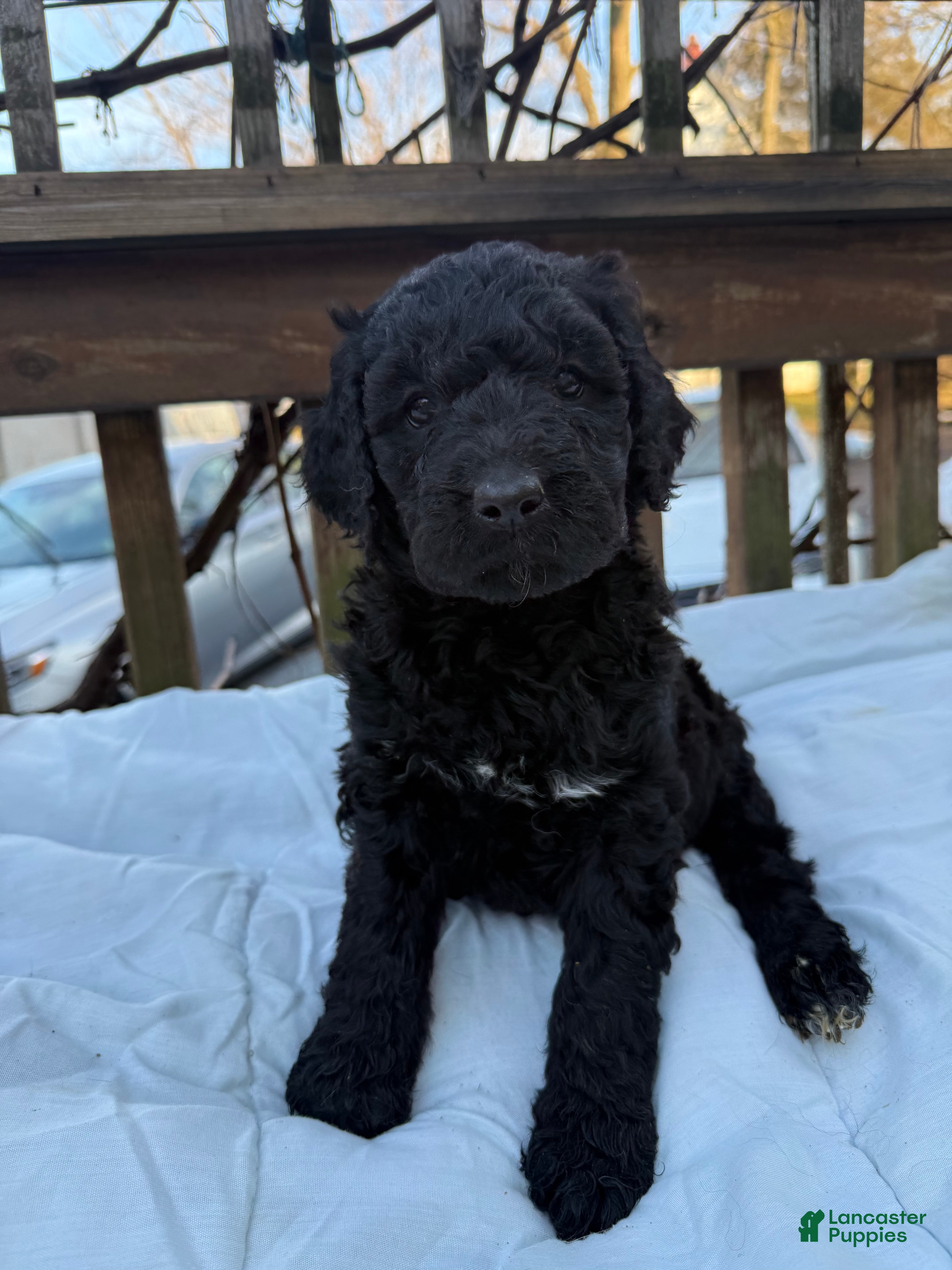 Goldendoodle dogs Coal - Ad 2