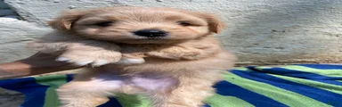 Yorkiepoo 2