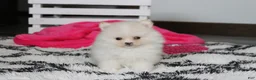 Pomeranian dogs for sale: Remi - Ad 3