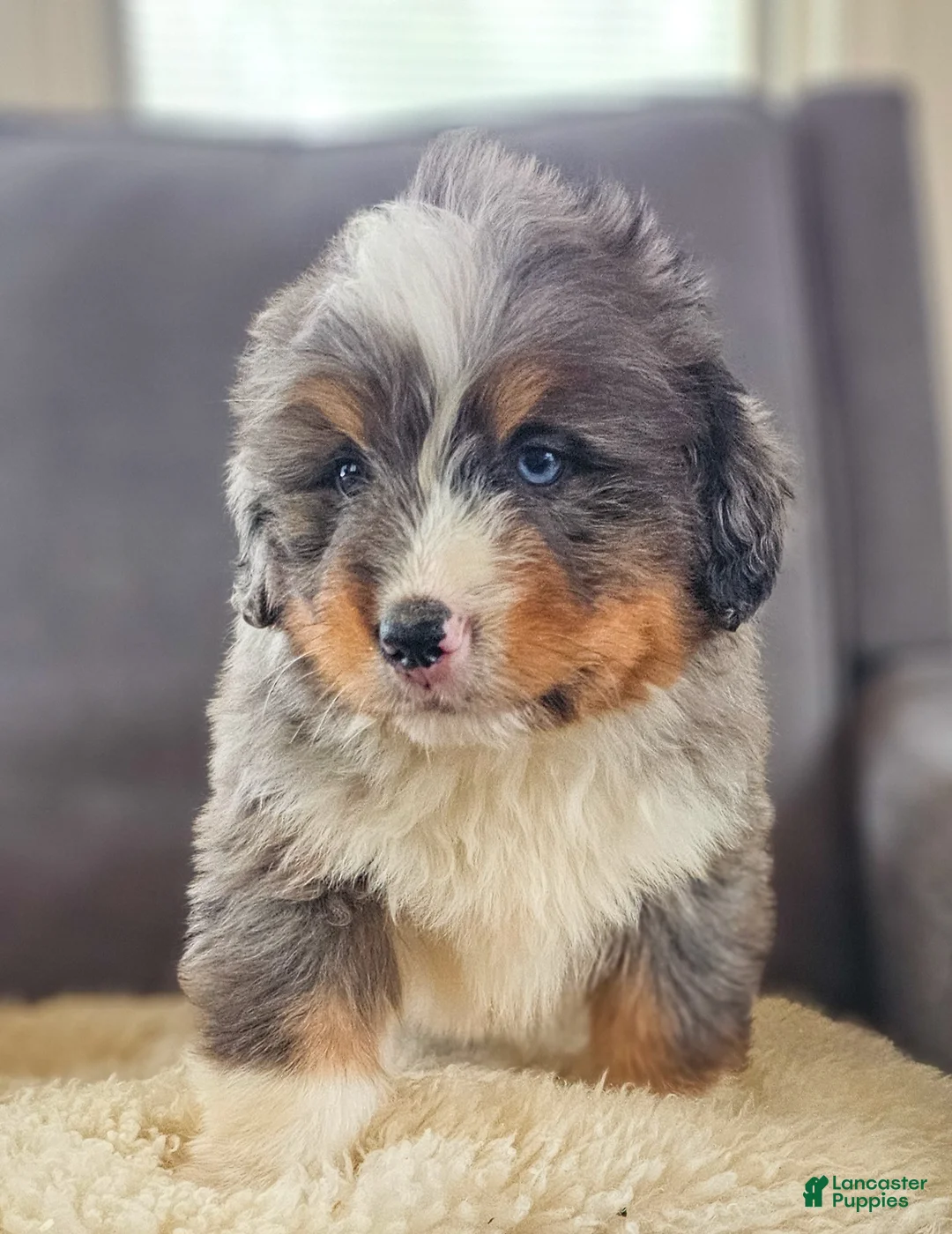 Bernedoodle dogs for sale: Cash - Ad 6