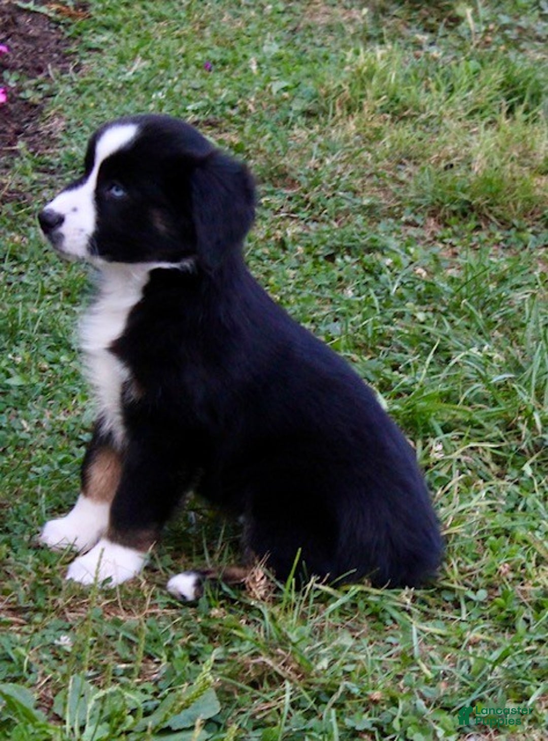 Miniature Australian Shepherd dogs for sale: Max - Ad 5