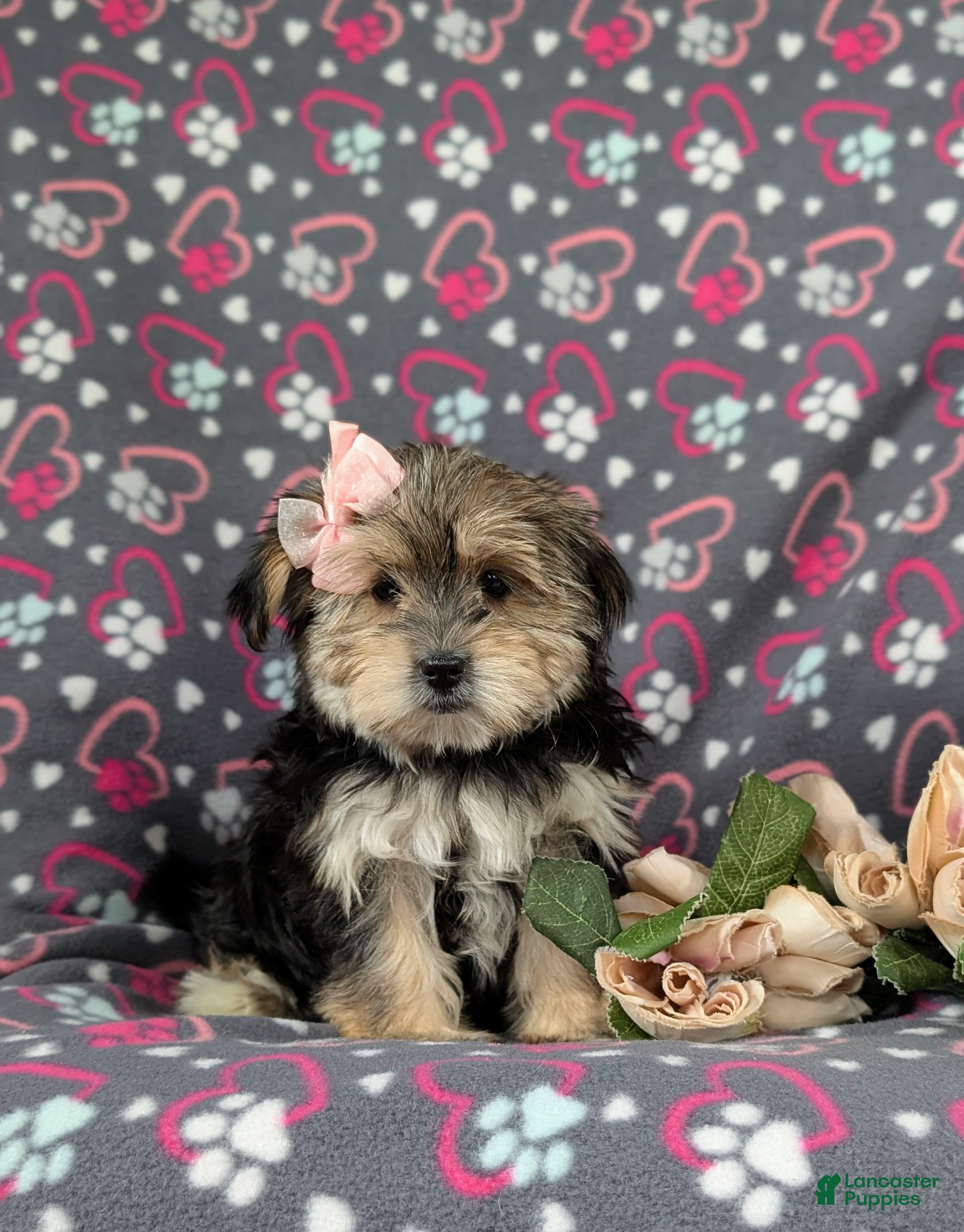 Morkie dogs Bethann 7 lbs Full Grown - Ad 1