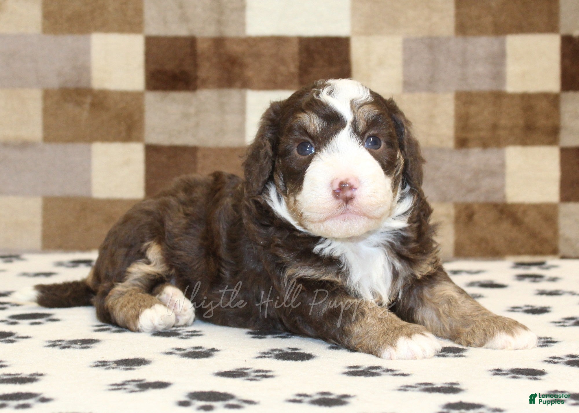 Mini Bernedoodle dogs Bingo - Ad 2