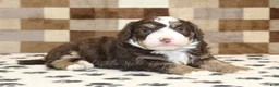 Mini Bernedoodle dogs for sale: Bingo - Ad 2