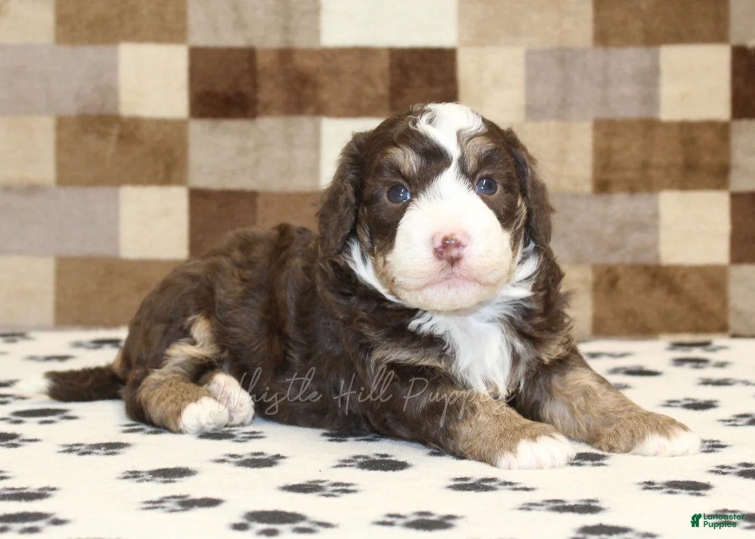 Mini Bernedoodle dogs for sale: Bingo - Ad 2