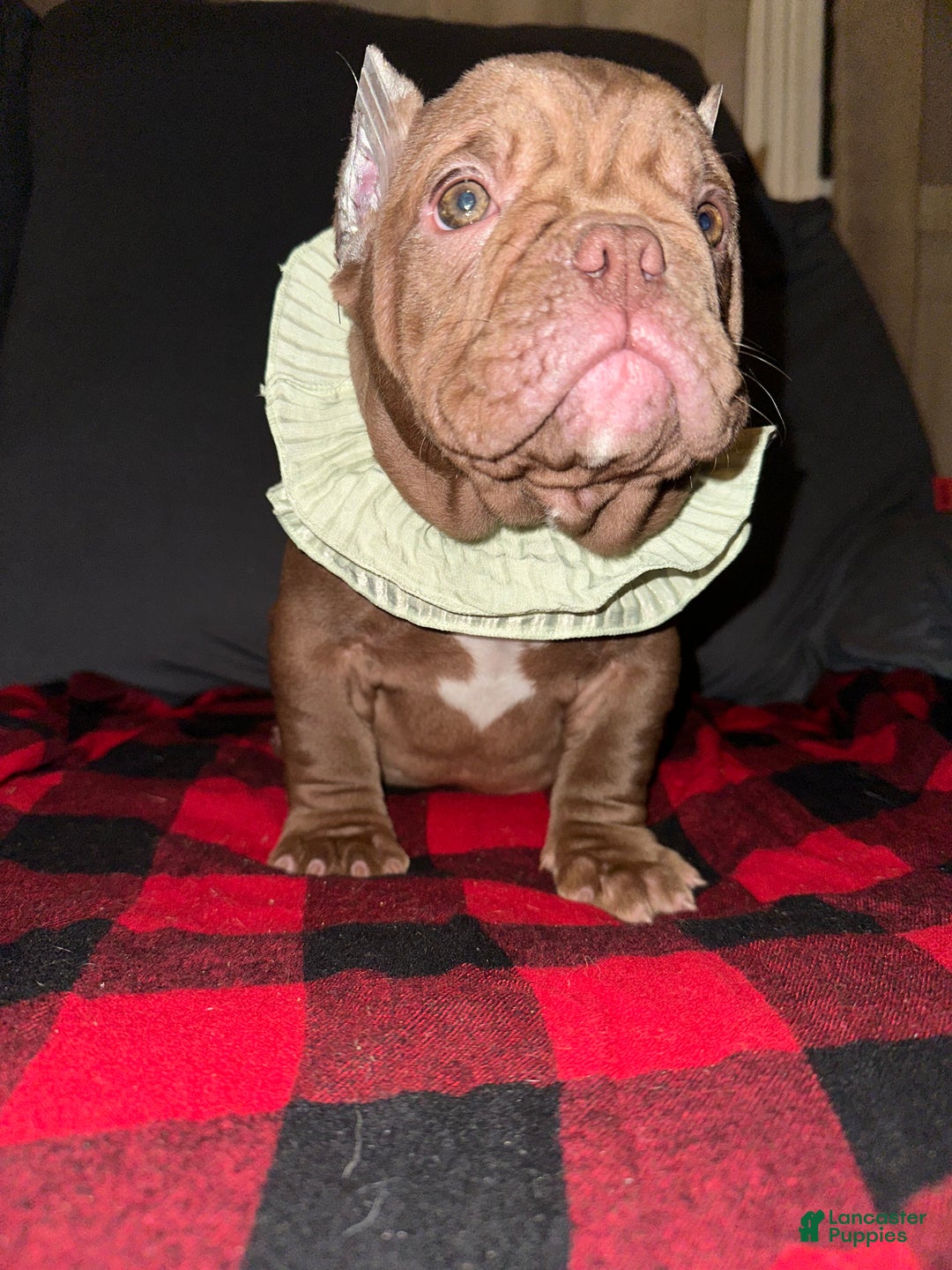 American Bully dogs for sale: Honey - Ad 3