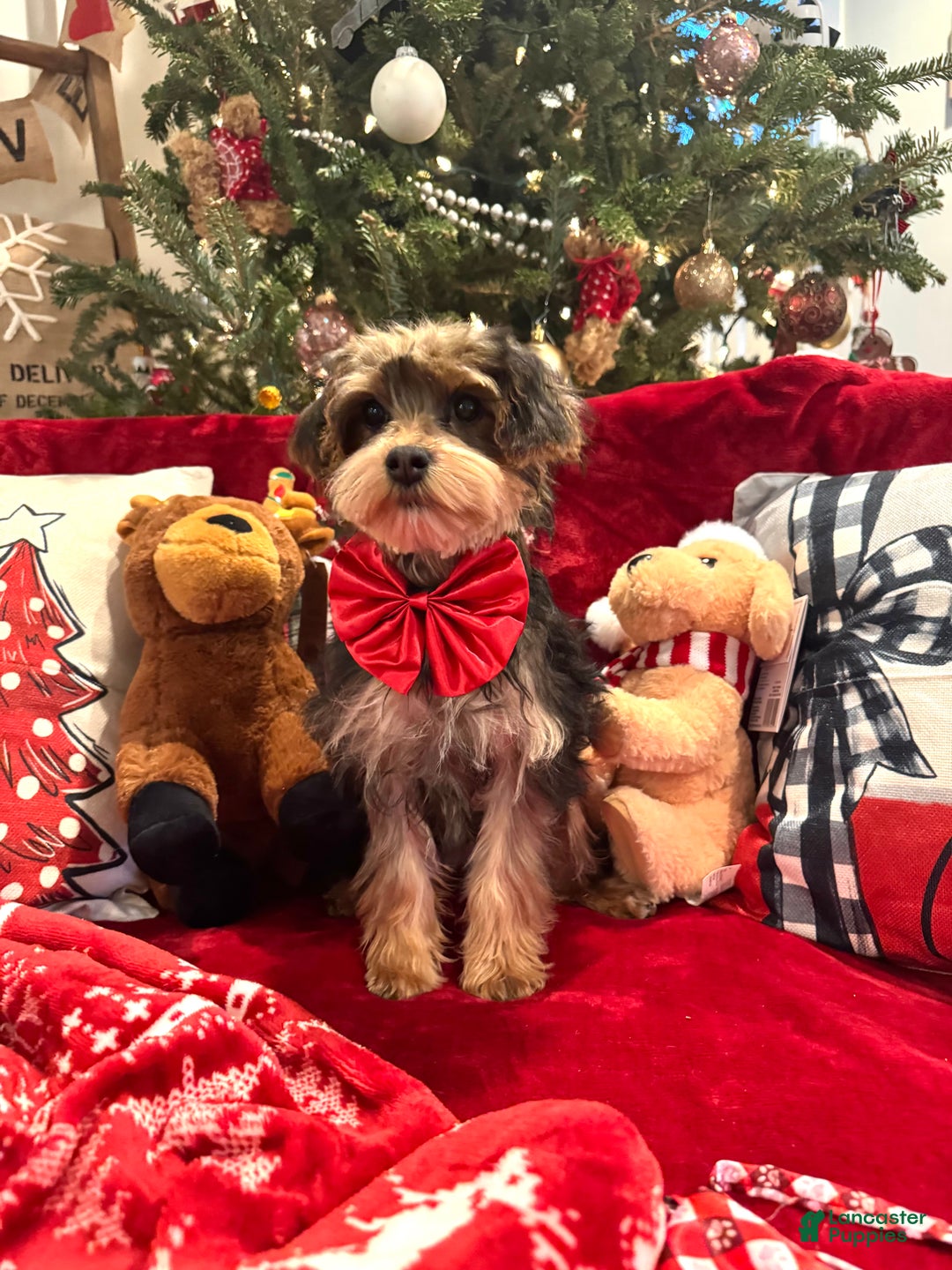 Yorkiepoo dogs for sale: Yorkiepoo Puppy 5 - Ad 1